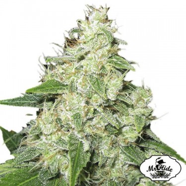 Sr. Sour-R por Mr Hide Seeds Feminised - GB The Green Brand