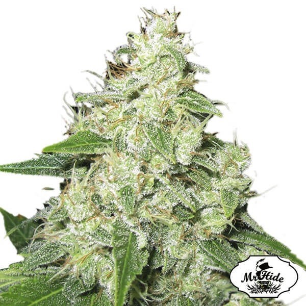 View Sr. Sour-R por Mr Hide Seeds Feminised - GB The Green Brand