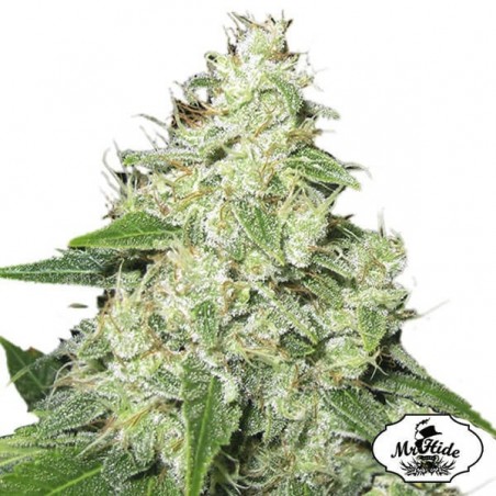 Sr. Sour-R por Mr Hide Seeds Feminised - GB The Green Brand