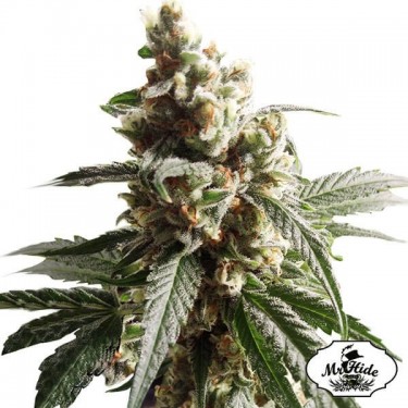Sr. Mango Crack do Sr. Hide Sementes feminizadas - GB The Green Brand
