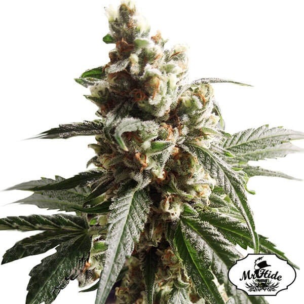 View Sr. Mango Crack do Sr. Hide Sementes feminizadas - GB The Green Brand