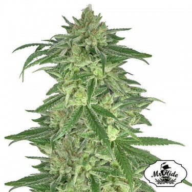 Sr. Gorilla Cream do Sr. Hide Seeds - GB The Green Brand