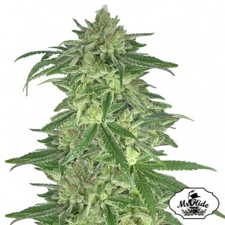 Mr. Gorilla Cream da Mr. Hide Seeds - Grow Barato