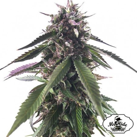 Sr. Blueberry Bud. Esconder Sementes - GB The Green Brand