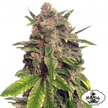 Mr. Big Candy do Sr. Hide Sementes grande sabor - GB The Green Brand