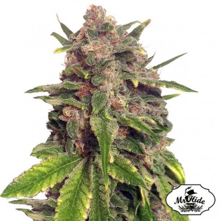 Mr. Big Candy do Sr. Hide Sementes grande sabor - GB The Green Brand