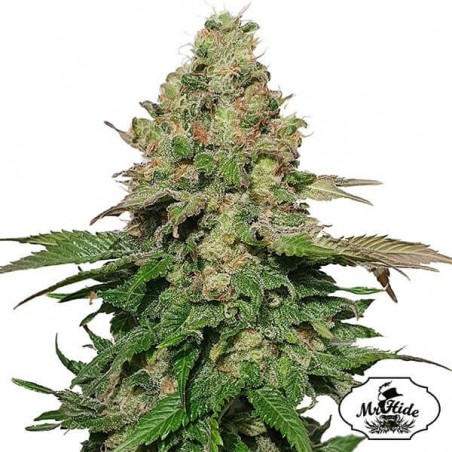 Sr. Seeds. Black Banana de Mr. Hide - GB The Green Brand