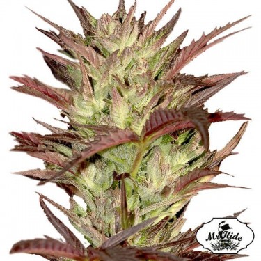 Sr. Jekyll Kush do Sr. Hide Seeds Feminized - GB The Green Brand