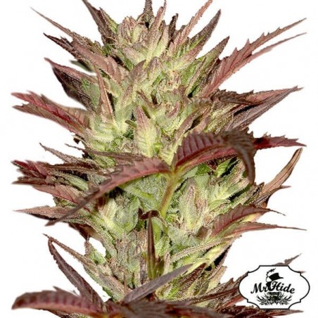 Sr. Jekyll Kush do Sr. Hide Seeds Feminized - GB The Green Brand