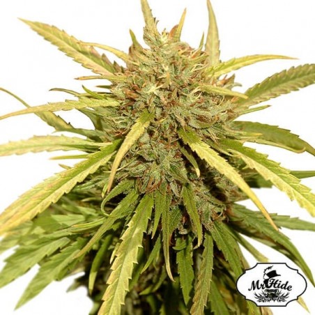 Mr. Sugar Lemon - Mr Hide - 100% feminizado - GB The Green Brand
