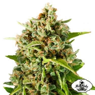 Mr. Mother Earth - Mr Hide - 100% feminizado - GB The Green Brand