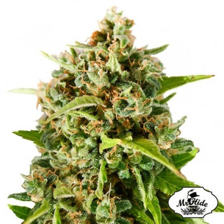 Mr. Mother Earth - Mr Hide - 100% feminizado - GB The Green Brand