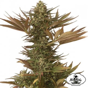Sr. Eiden Mass - Mr Hide - 100% feminizado - GB The Green Brand