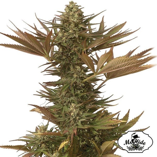 View Sr. Eiden Mass - Mr Hide - 100% feminizado - GB The Green Brand