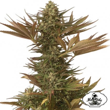 Sr. Eiden Mass - Mr Hide - 100% feminizado - GB The Green Brand