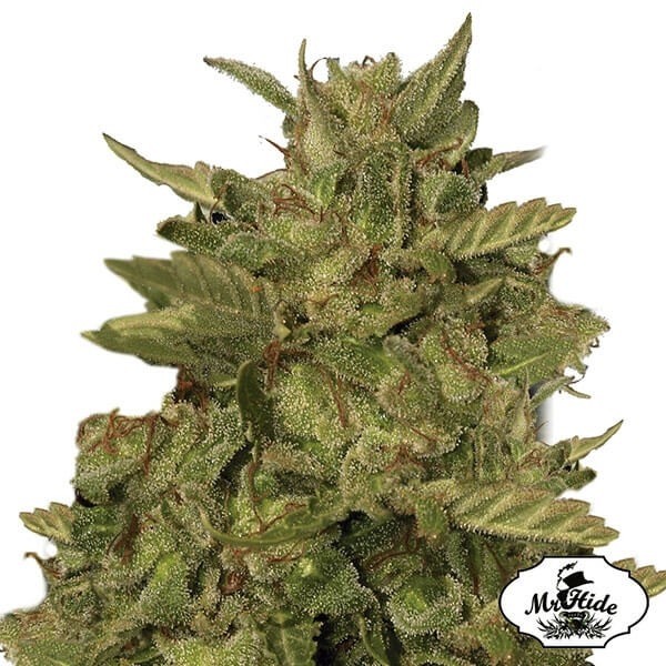 View Mr California Pearl de Mr Hide Seeds - Relax - GB The Green Brand