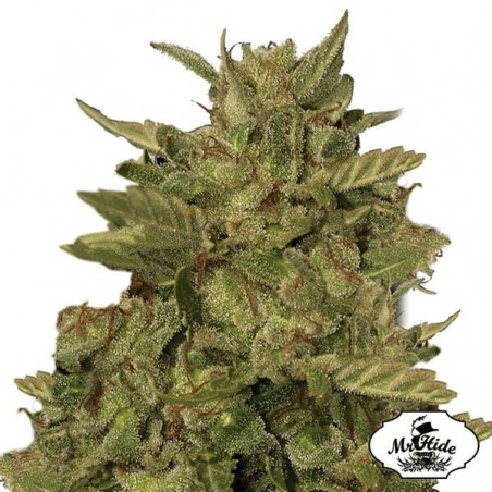 Mr California Pearl de Mr Hide Seeds - Relax - GB The Green Brand