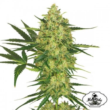 Mr. Cheese Mass - Mr Hide - 100% feminizado - GB The Green Brand