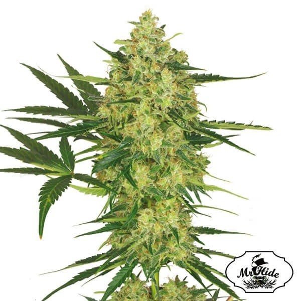 View Mr. Cheese Mass - Mr Hide - 100% feminizado - GB The Green Brand