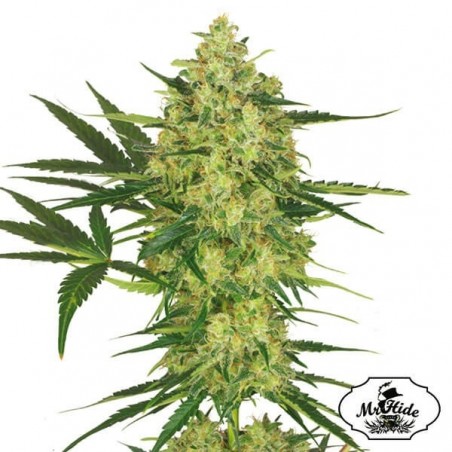 Mr. Cheese Mass - Mr Hide - 100% feminizado - GB The Green Brand