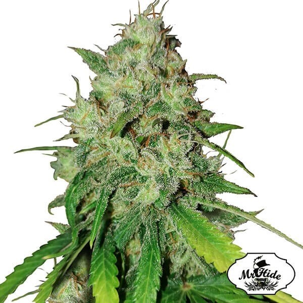 View Sr. Shiska de Mr Hide Seeds 100% feminizado - GB The Green Brand