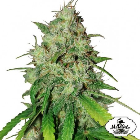 Sr. Shiska de Mr Hide Seeds 100% feminizado - GB The Green Brand