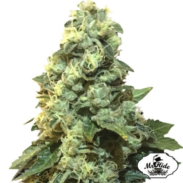 View Mr. 420K por Mr Hide Seeds 100% feminizado - GB The Green Brand
