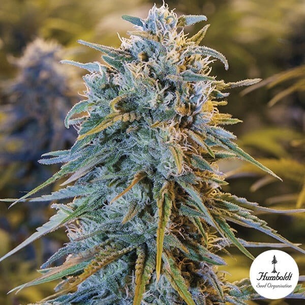 View Blue Dream Feminizada Humboldt | Sementes Originais