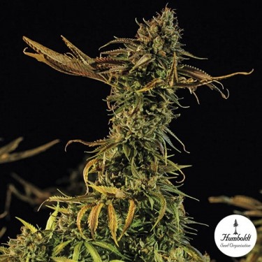 Blueberry Headband Fem de Humboldt Sementes - GB The Green Brand