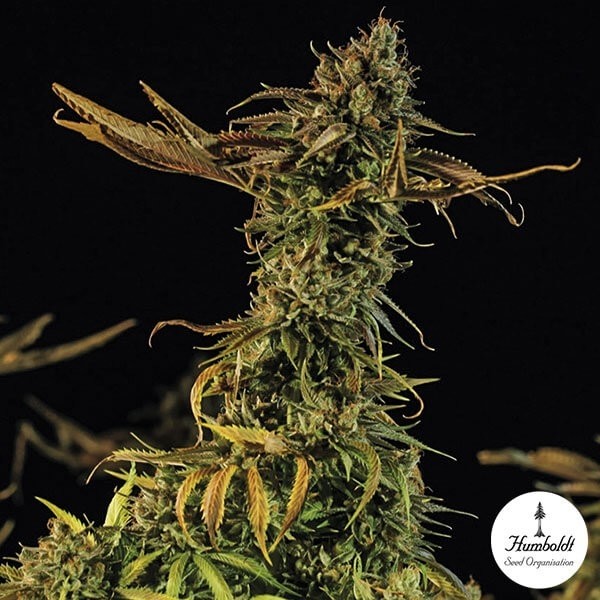 View Blueberry Headband Fem de Humboldt Sementes - GB The Green Brand