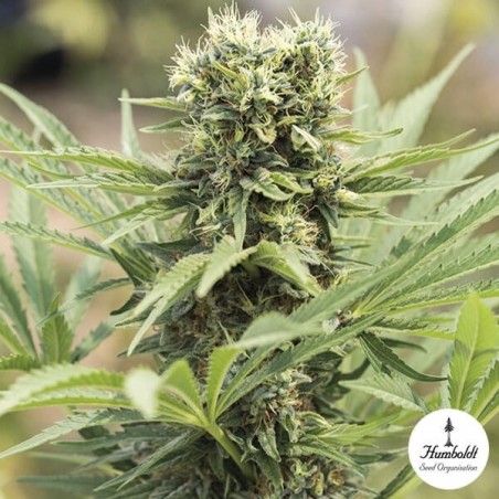 Planta de maconha Dedoverde Haze