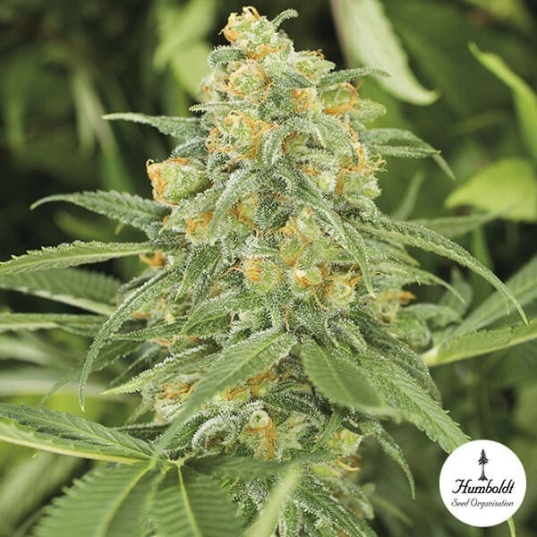 View Green Crack 2.0 da organização de sementes de Humbolt - GB The Green Brand