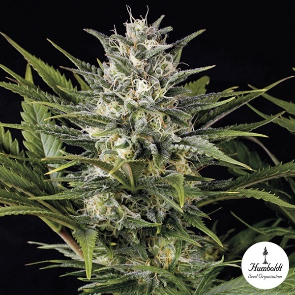 View Ananás Skunk Fem de Humboldt Sementes - GB The Green Brand