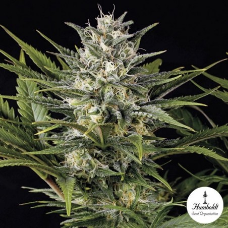 Ananás Skunk Fem de Humboldt Sementes - GB The Green Brand
