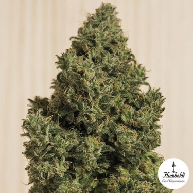 Sonho azul CBD Humboldt Sementes feminizadas - GB The Green Brand