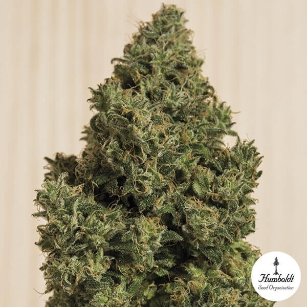 View Sonho azul CBD Humboldt Sementes feminizadas - GB The Green Brand