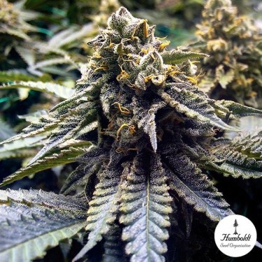 Chocolate Mint OG 2.0 de Sementes Humboldt - GB The Green Brand