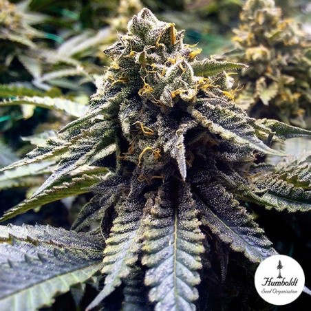 Chocolate Mint OG 2.0 de Sementes Humboldt - GB The Green Brand