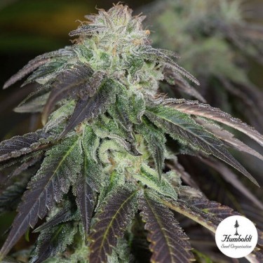 Og Kush Fem de Humboltd Seeds Organization - GB The Green Brand