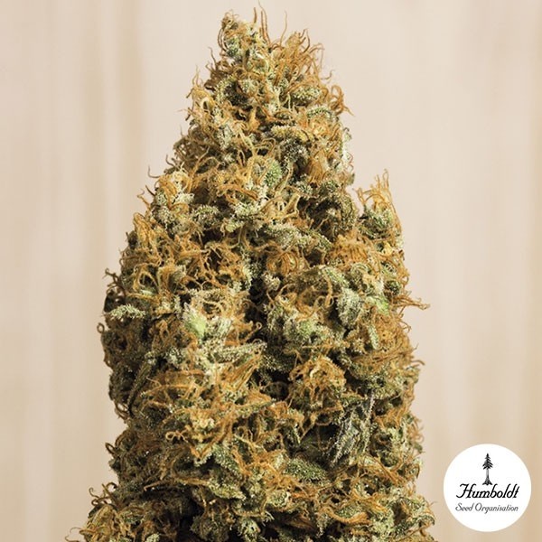 View Green Crack CBD por Humboldt Seeds Org. - GB The Green Brand