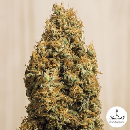 Green Crack CBD por Humboldt Seeds Org. - GB The Green Brand