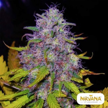 Planta de maconha Jock Horror