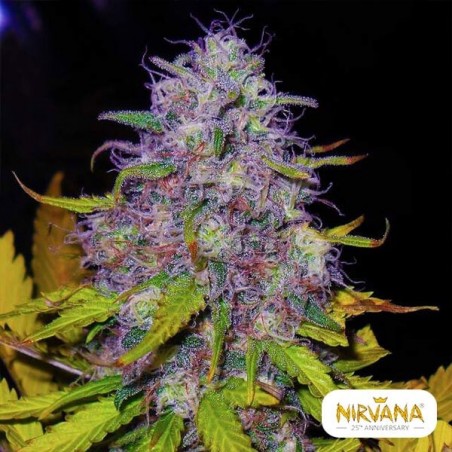 Planta de maconha Jock Horror