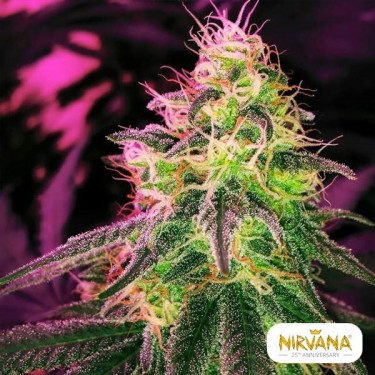 Nirvana Sementes blackjack feminizado - GB The Green Brand