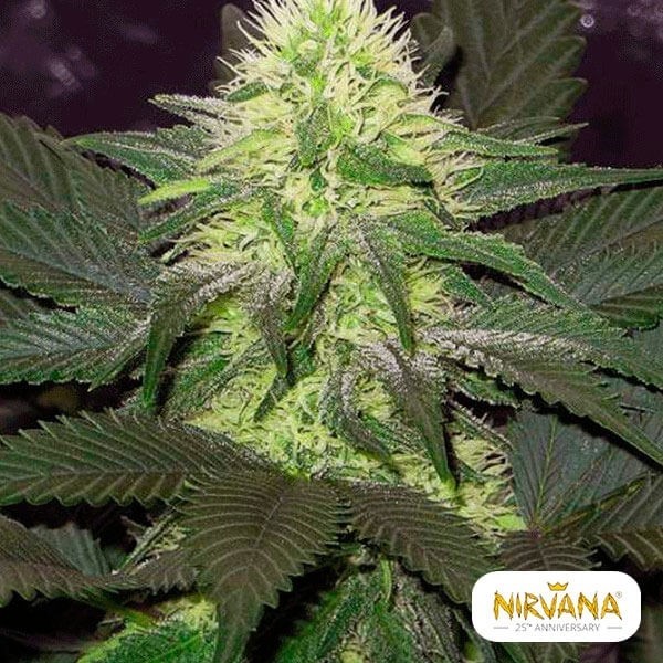 Planta de maconha Blackberry