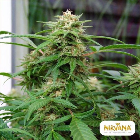Planta de maconha Rino Branco