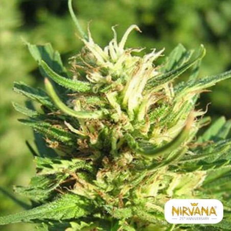 Super Skunk planta de maconha