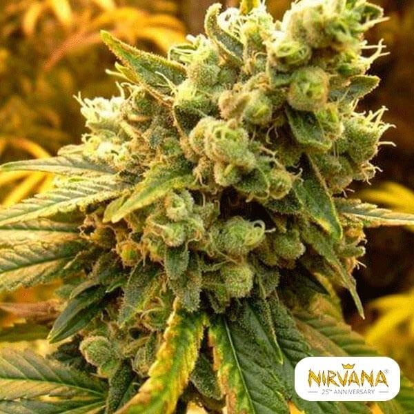 Planta de maconha Sativa's Sour Diesel