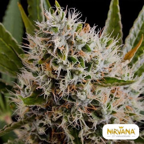View Lithium OG Kush