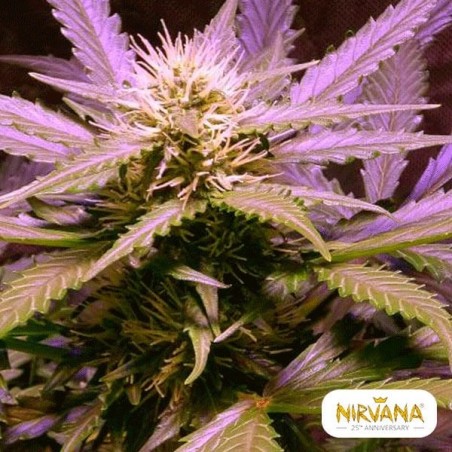 OG de limão Haze planta de maconha